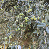 фото из отзыва ID 2735113