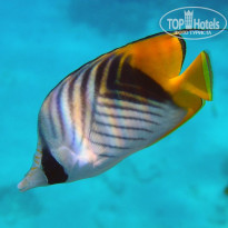 фото из отзыва ID 2735277