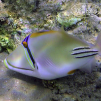 фото из отзыва ID 2735277