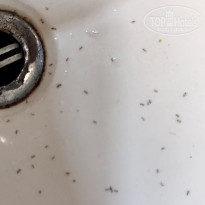 фото из отзыва ID 2735308