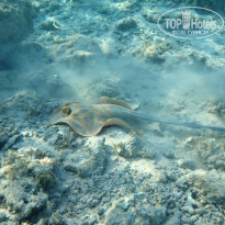 фото из отзыва ID 2735391