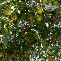 фото из отзыва ID 2735430