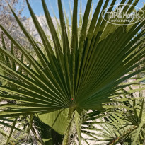 фото из отзыва ID 2735430