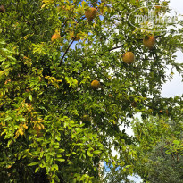 фото из отзыва ID 2735515