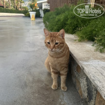 фото из отзыва ID 2735526