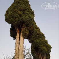 фото из отзыва ID 2735584