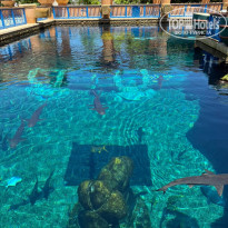 фото из отзыва ID 2735021