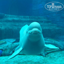 фото из отзыва ID 2735021