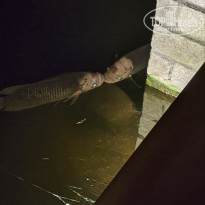 фото из отзыва ID 2735794