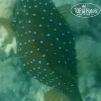 фото из отзыва ID 2735673