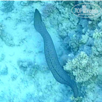 фото из отзыва ID 2736257