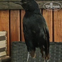 фото из отзыва ID 2736256