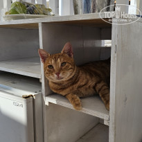 фото из отзыва ID 2736261