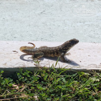 фото из отзыва ID 2736256