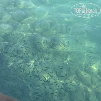 фото из отзыва ID 2736382