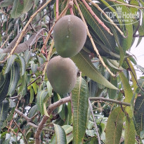 фото из отзыва ID 2736385