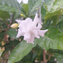 фото из отзыва ID 2736385