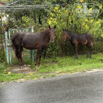 фото из отзыва ID 2736415