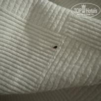 фото из отзыва ID 2736417