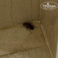 фото из отзыва ID 2736422