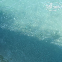 фото из отзыва ID 2736508