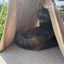 фото из отзыва ID 2736646