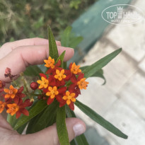 фото из отзыва ID 2736726