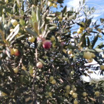 фото из отзыва ID 2736701