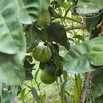 фото из отзыва ID 2736793