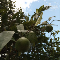 фото из отзыва ID 2736865