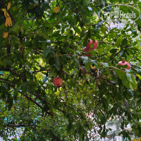 фото из отзыва ID 2736929