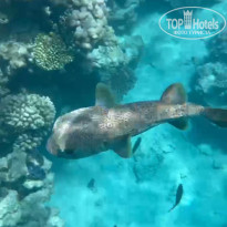 фото из отзыва ID 2737376