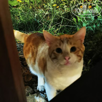 фото из отзыва ID 2737445