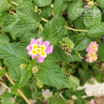 фото из отзыва ID 2737482