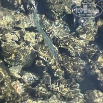 фото из отзыва ID 2737656