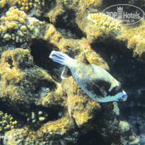 фото из отзыва ID 2737726