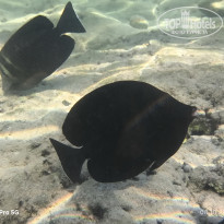 фото из отзыва ID 2737726