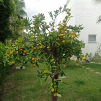 фото из отзыва ID 2737731