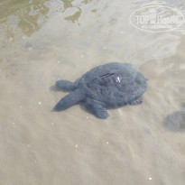 фото из отзыва ID 2737755