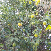 фото из отзыва ID 2737859