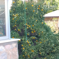 фото из отзыва ID 2737915