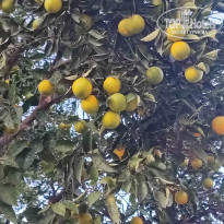 фото из отзыва ID 2737923