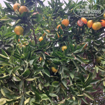 фото из отзыва ID 2737936