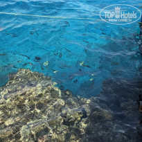 фото из отзыва ID 2738004