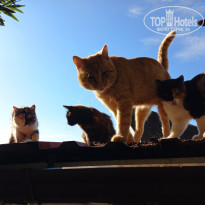 фото из отзыва ID 2737690