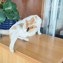 фото из отзыва ID 2738082