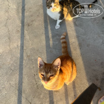 фото из отзыва ID 2738272