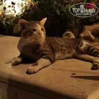 фото из отзыва ID 2738425