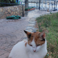 фото из отзыва ID 2738434