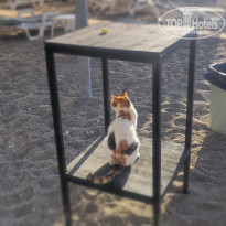 фото из отзыва ID 2738434